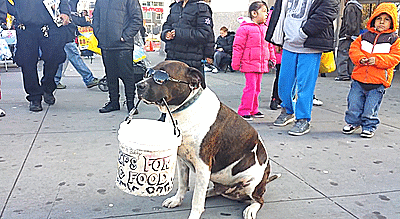 dog-money